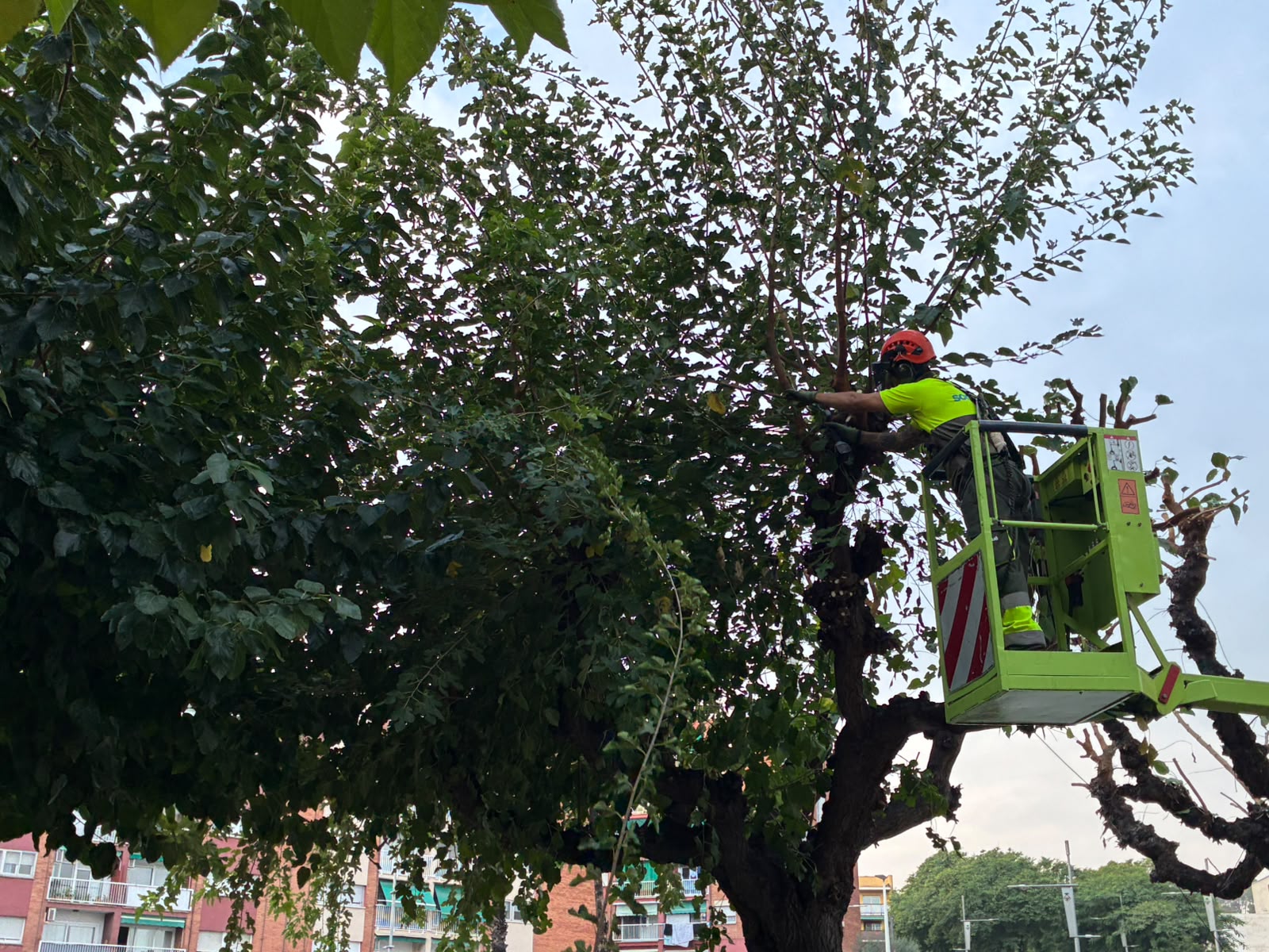Imatge de la notícia: Comença la campanya anual de poda a Sant Andreu de la Barca